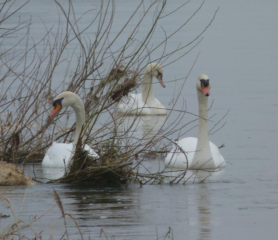 Les Gites De Colliers Muides-sur-Loire Szoba fotó